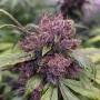 Семена конопли Auto Forbidden Cherry® от Dutch Passion